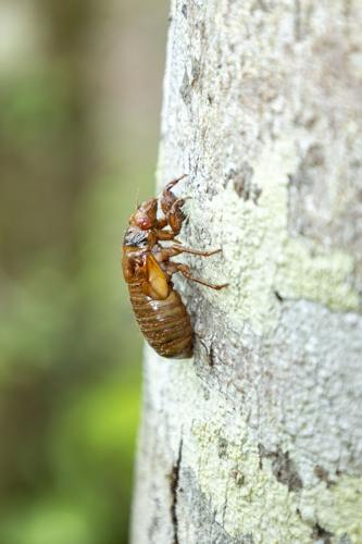 The Buzz of Periodical Cicadas