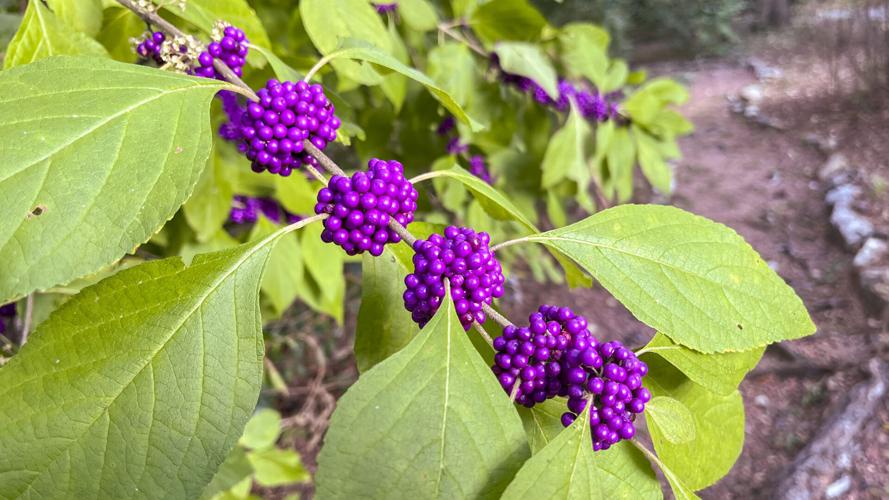Fall Wildflowers in full bloom