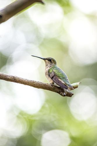 Wildlife @ the Lake House