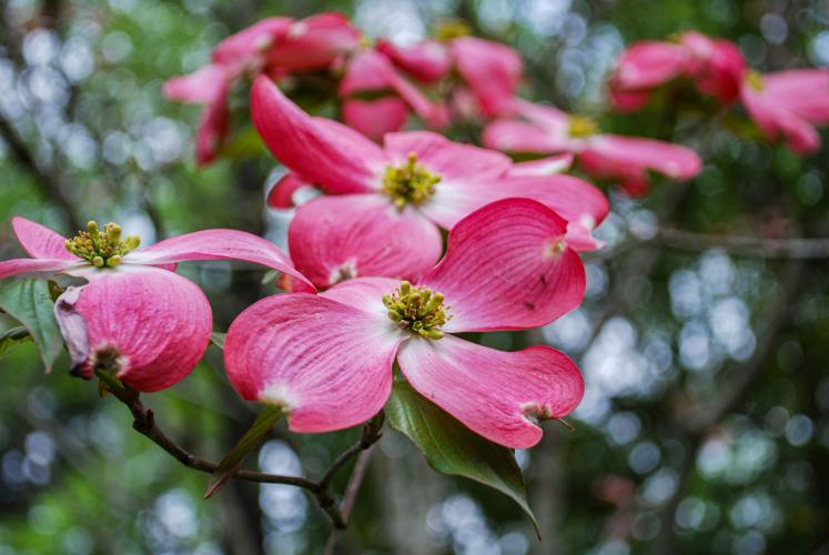 Decline of the Dogwoods