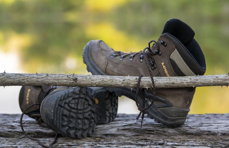 Devil's Walking Stick