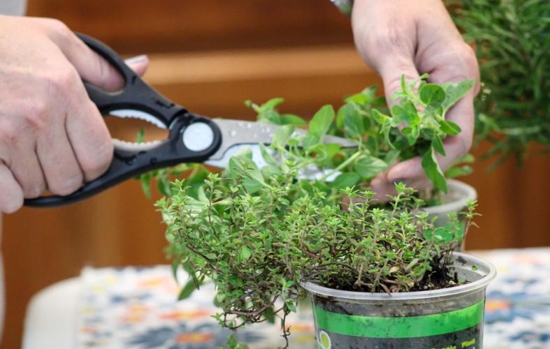 County extension hosts herbal vinegar workshop