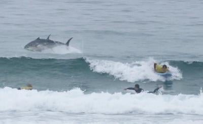 Fin-credible! Huge bluefin tuna leaps out of sea in front of stunned surfers