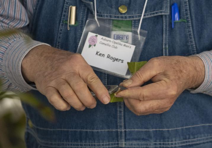 PHOTOS: Camellia grafting workshop