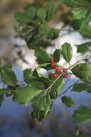 Deck the Halls with American Holly
