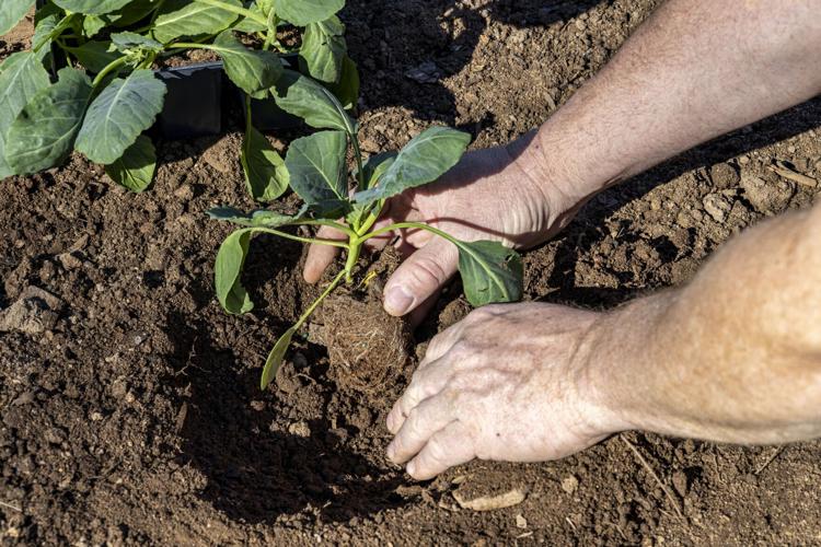 It all starts with the soil