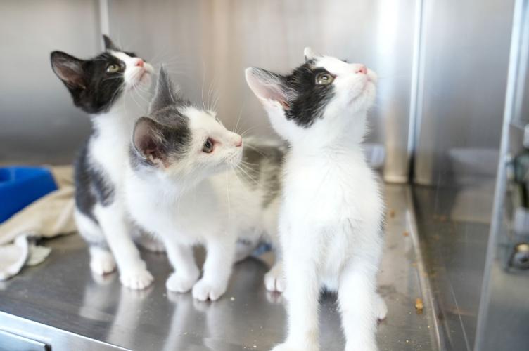 Adorable Pets for Adoption at Lake Martin Humane Society