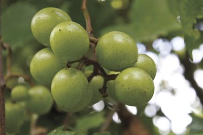 Notasulga winery picked for best ten Alabama wineries