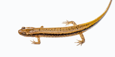 Outdoor Life: D.I.Y. Nature Photography