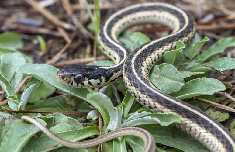 Garter Snake