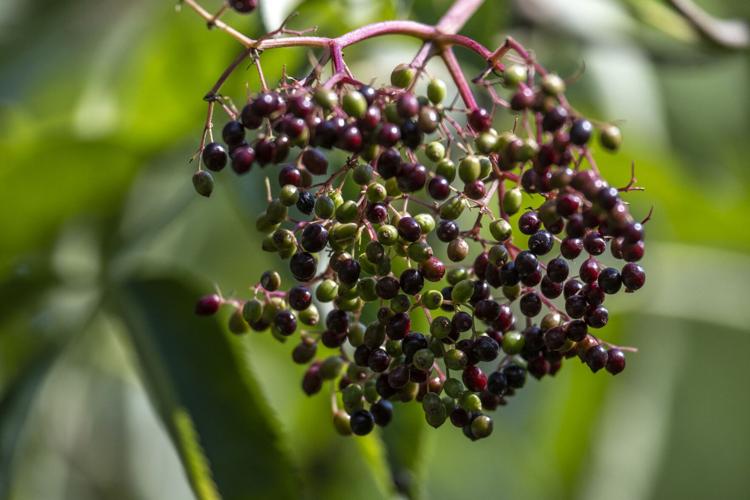 American Elderberry