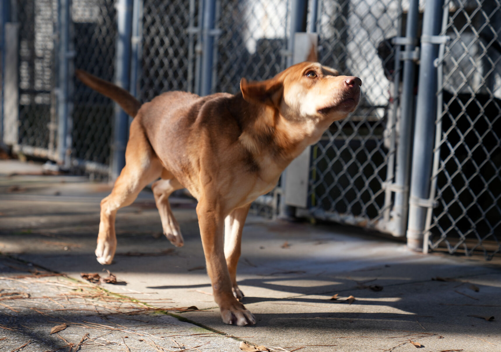 Adorable Pets for Adoption at Lake Martin Humane Society