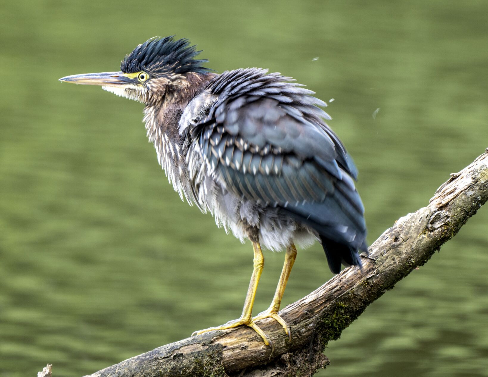 Green Heron