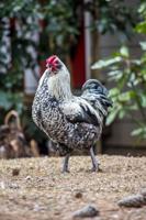Poultry Pets