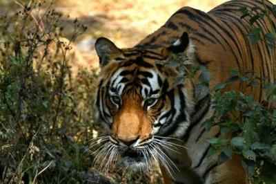 Deforestation, habitat encroachment and poaching have devastated tiger populations across Asia