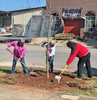 Beautification board gives Dadeville the royal TREEtment