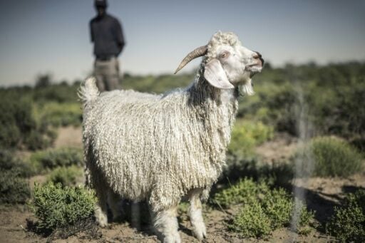 Angora goats thrive on the Karoo region's succulent plants