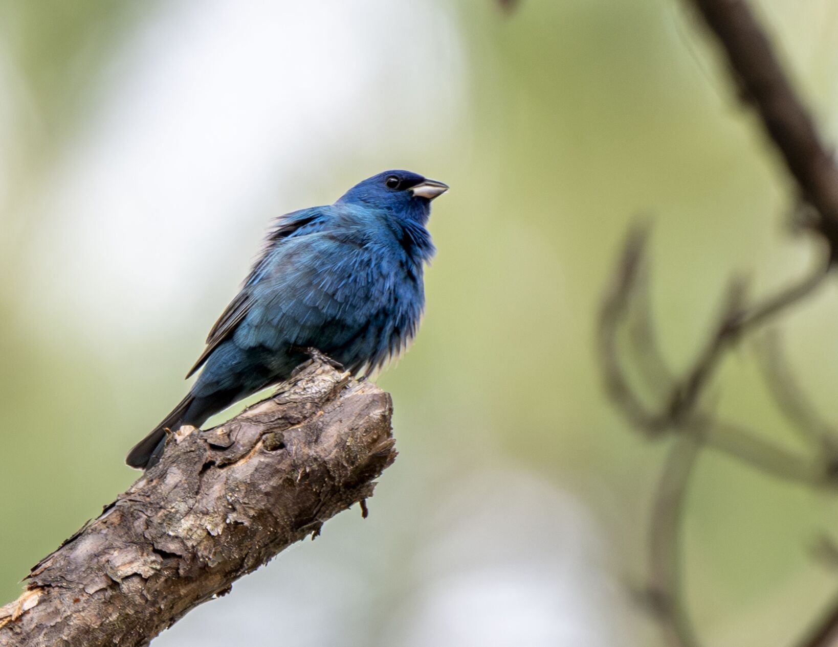 Indigo Bunting_3358_20250423-Enhanced-NR.tif
