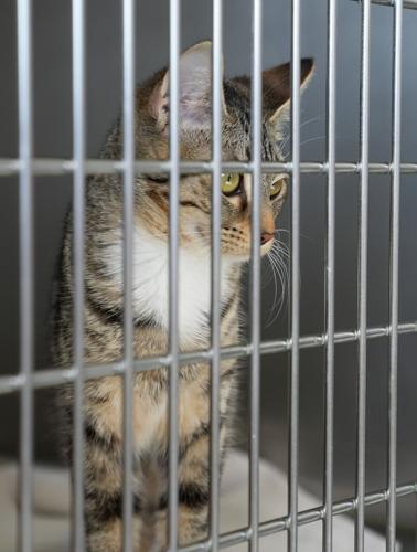 Adorable Pets for Adoption at Lake Martin Humane Society