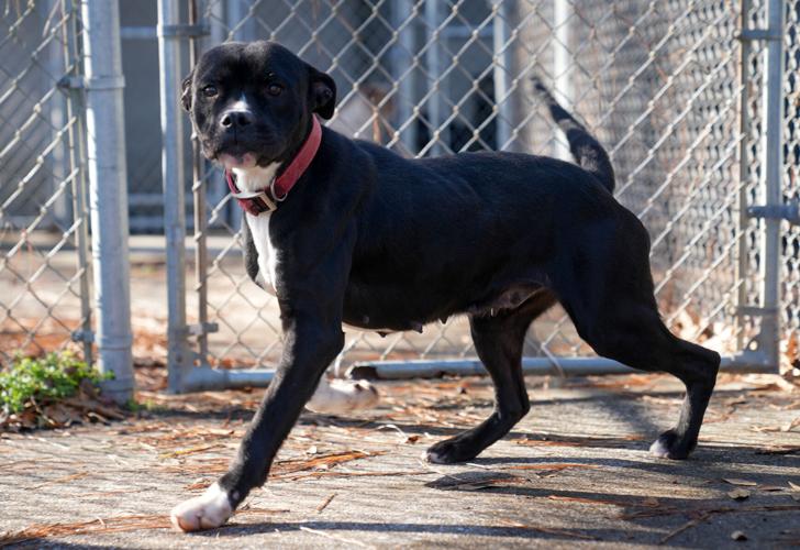 Adorable Pets for Adoption at Lake Martin Humane Society