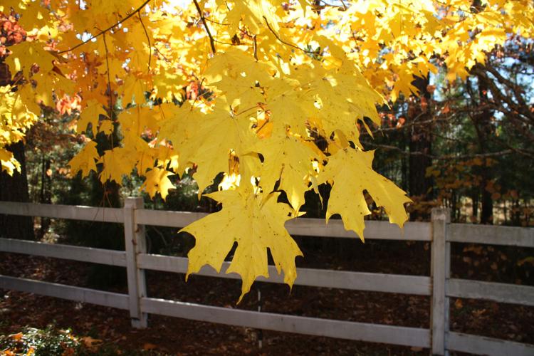 Fall Color