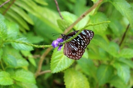 Proponents of invoking the namele leaf taboo for conservation say it has helped keep Vatthe Conservation Area largely intact