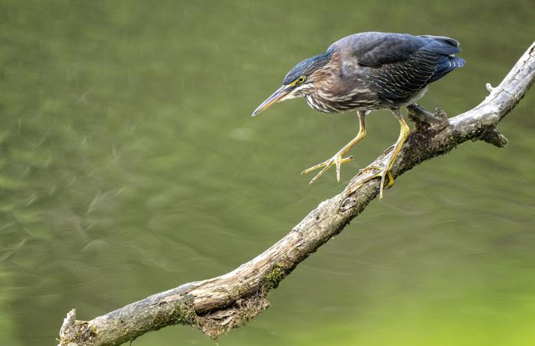 Green Heron