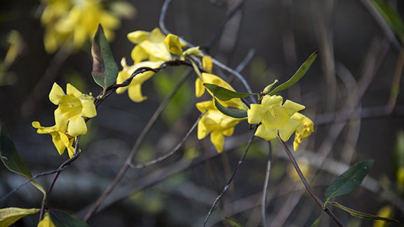 Carolina Jessamine