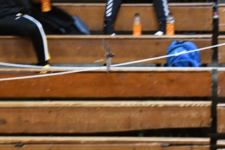PERSONAL FOUL: Bat disrupts Lady Tigers' game against LaFayette