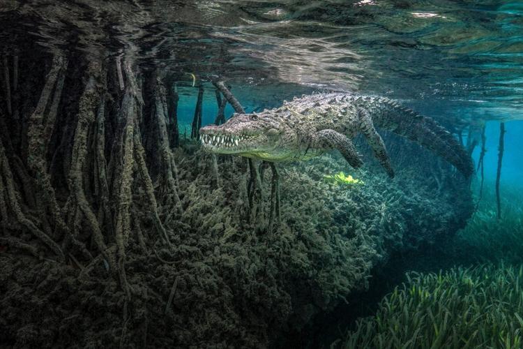 Seahorse portrait helps win Ocean Photographer of the Year