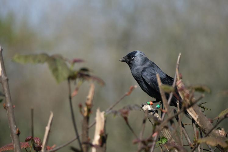 Jackdaw chicks learn about predators by listening to adults, reveals study
