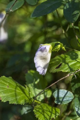 Spurred Butterfly Pea