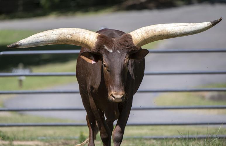 Watusi Cattle