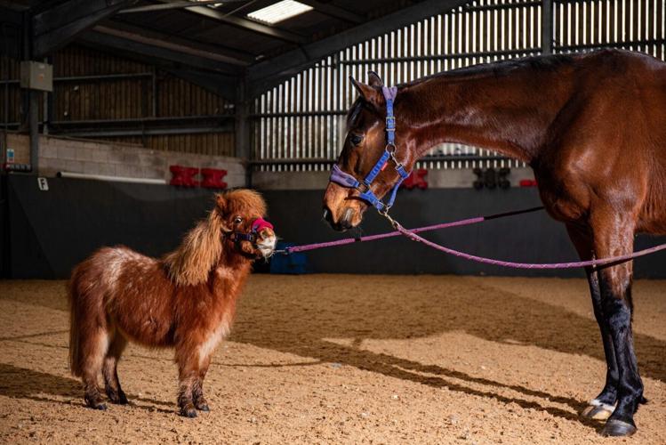 Tiny 28-inch-tall pony was so poorly he couldn’t stand – but now he is thriving