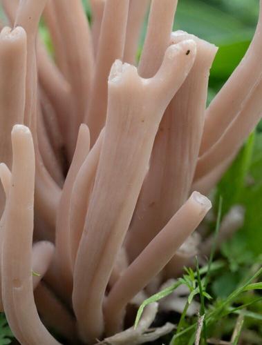 Rare species of pink fungus discovered in UK for first time