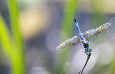 Blue Dasher