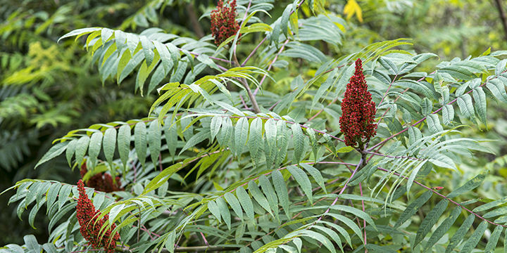 Smooth Sumac
