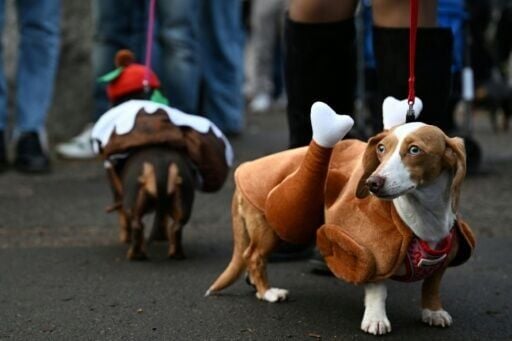 In the 'Sausage Walk' the capital's dachshunds meet, play and compete in a best-dressed competition