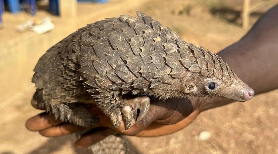 Tiny DNA samples can “pinpoint” hotspots of the illegal wildlife trade