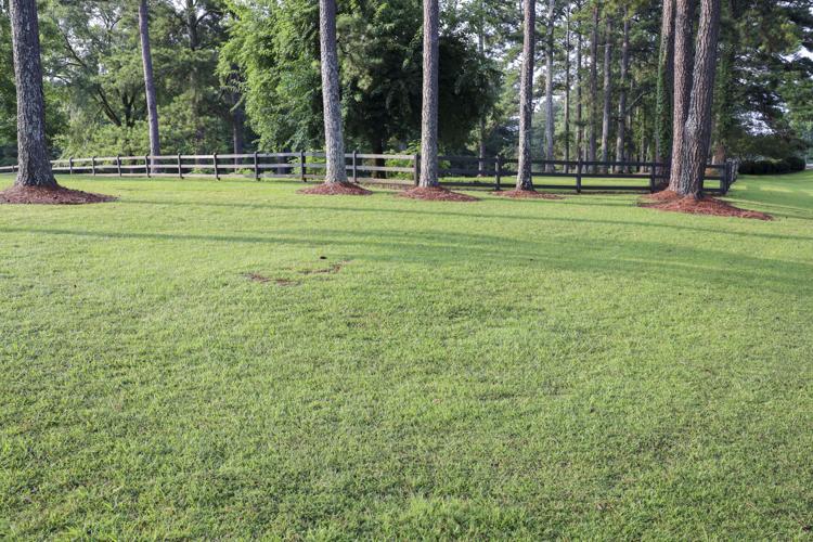 The four biggest challenges for home lawns