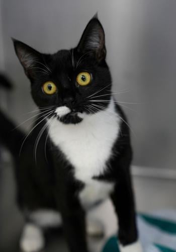 Adorable Pets for Adoption at Lake Martin Humane Society