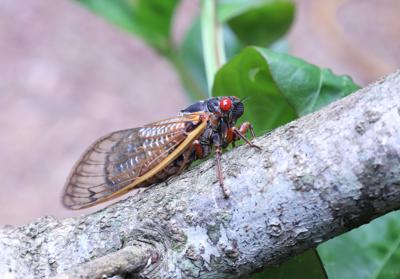 Cicadas to appear throughout county