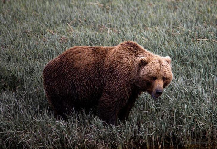alaska bear watching lake clark