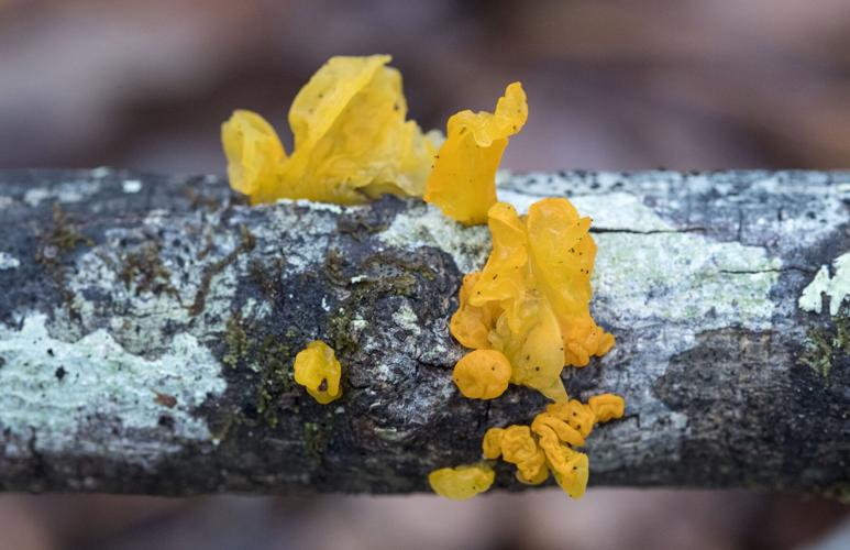 Witch's Butter
