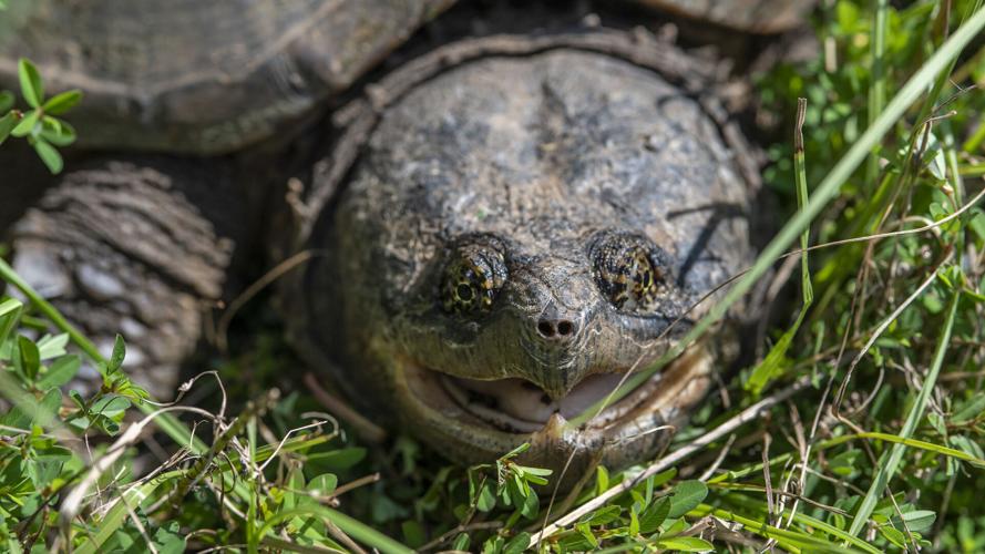 Common Snapping Turtle