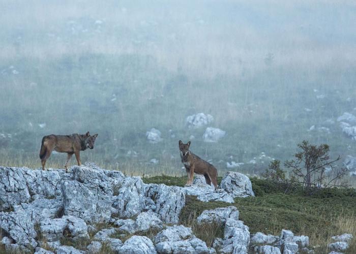 Winter Wolf Tracking in Italy