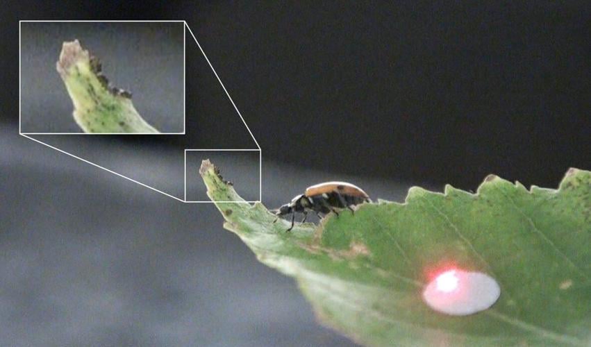 Day-old caterpillars recognise the footsteps of predatory ladybirds, reveals study