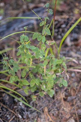 Beggar Lice