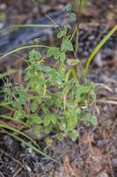 Beggar Lice