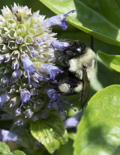 Common Eastern Bumble Bee